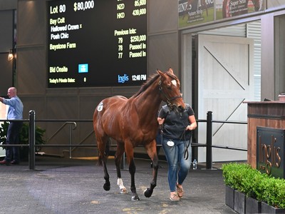 WATTLE BLOODSTOCK LEADING THE WAY TO SUCCESS Image 1